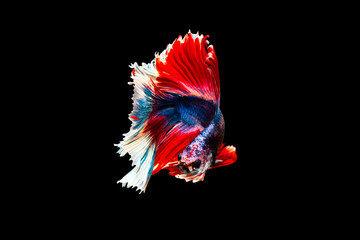 The moving moment beautiful of siamese betta fish or splendens fighting fish in thailand on black background. Thailand called Pla-kad or biting fish. © Soonthorn