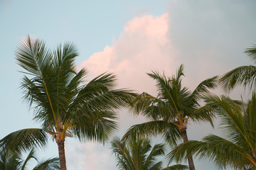 Fototapeta na wymiar Dominican coast and palm trees