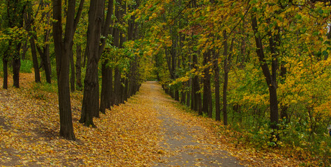 Fototapeta na wymiar The alley in a park with colorful trees, windy day. autumn landscape, natural background