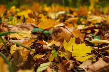 Closeup of yellow autumn leaves covers the ground in autumn day. low point. selective focus.