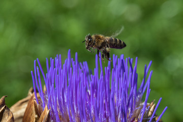 Biene an einer Artischockenblüte