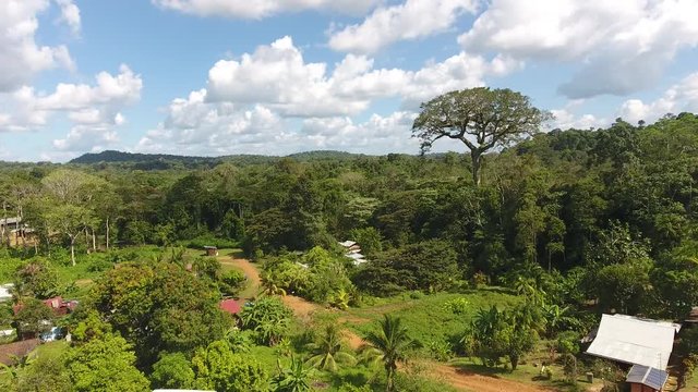 Aerial view of a giant tree (Ceiba pentandra) Sa&uuml;l village Guiana Amazonian Park