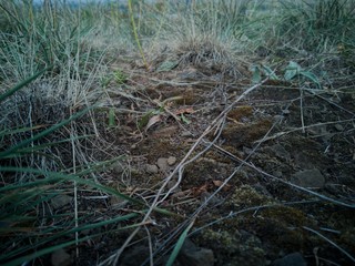 Autumn field with moss