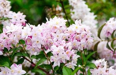 Deutzia Rosea Grandiflora