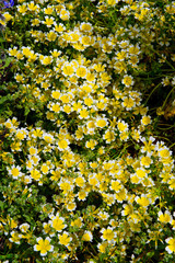 Poached egg plant Limnanthes douglasii flowers