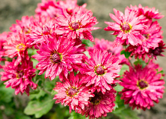 Fototapeta premium bush of small red chrysanthemums with raindrops