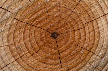 Grande tronco di legname tagliato visto in primo piano