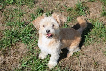 beautiful small mixed dog is sitting in the garden and looking up to the camera