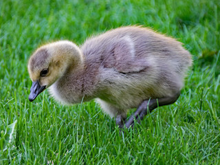 Young Canada Goose Chick at a park in Darmstadt, Hesse, Germany 