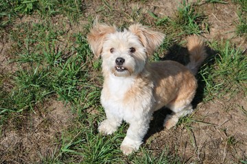 beautiful small mixed dog is sitting in the garden and looking up to the camera