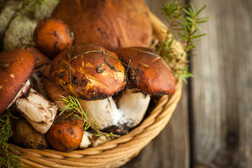 Forest picking mushrooms in a basket. Fresh raw mushrooms on wooden table