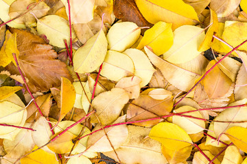 fallen yellow leaves