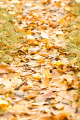 golden autumn leaves in the grass