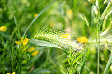 green spike in the grass