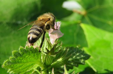 Bee on pink lamium flower in the meadow, closeup