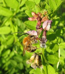 Horned bee on vicia sepium plant in the meadow, closeup