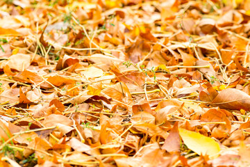 heap of autumn leaves on the grass