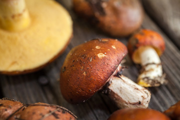 Fresh forest picking mushrooms. Raw mushrooms on wooden table