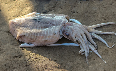 Fresh suqid at Beach