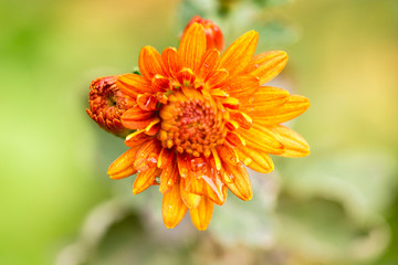 orange dahlia with raindrops