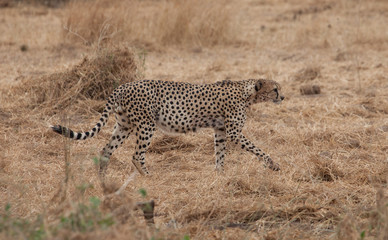 Fototapeta na wymiar Cheetah on the move