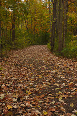 Brown Leaf Covered Trail in Brilliant Yellow Green and Orange Autumn Forest
