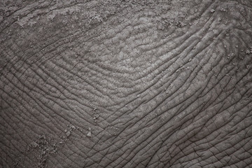 CLoseup of elephant skin texture wrinkles