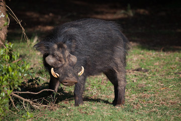 Black mean looking boar forest hog © DaiMar