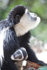 Close up black and white colobus monkey