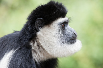 Close up black and white colobus monkey