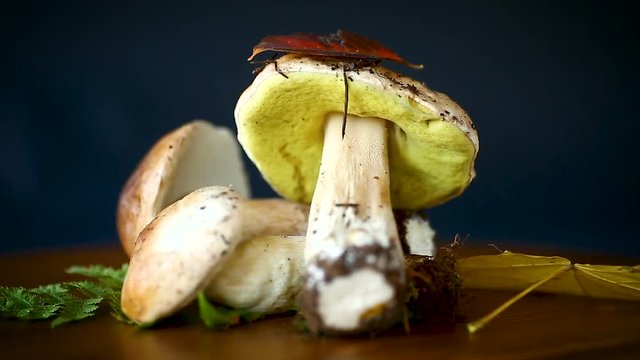forest fresh natural mushrooms boletus on black
