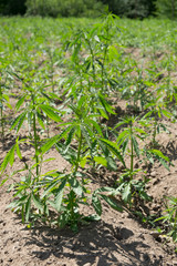 Hemp plant at outdoor cannabis farm field (Cannabis Sativa)
