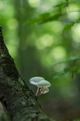 Oudemansiella mucida, commonly known as porcelain fungus