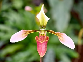 Paphiopedilum