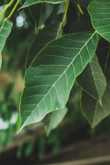 green leaf on the tree