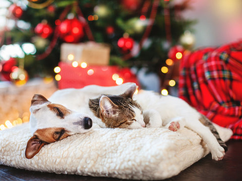 Cat and dog sleeping under christmas tree