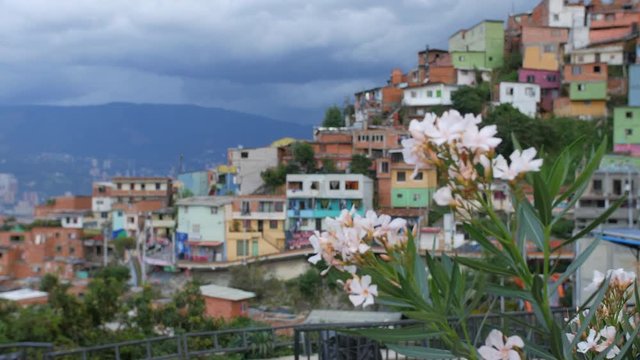 View of "Comuna 13" neighborhood rack focus with flowers in foreground - a symbol of peace - Medellin Colombia