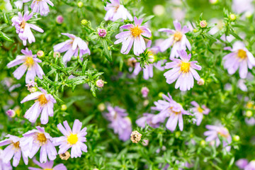 small lilac flowers with green leaves after the rain
