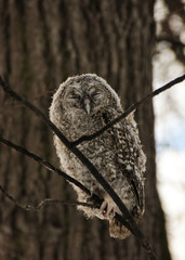 A chick of a gray owl in the winter forest 