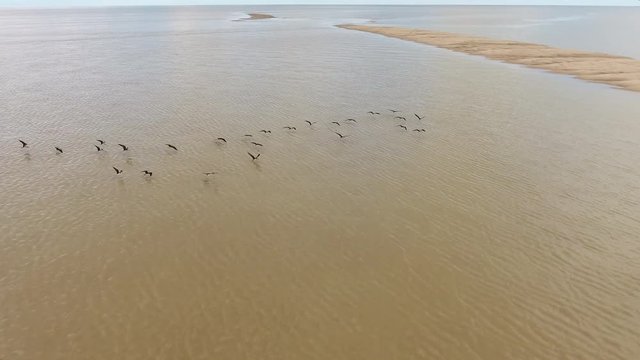 Group of magnificent frigatebirds flying oversea in French guiana. Aerial shot