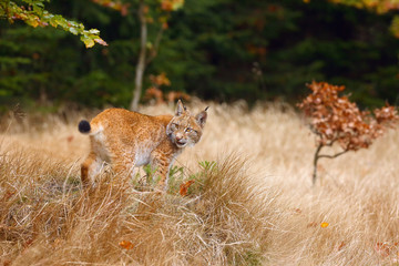 The Eurasian lynx (Lynx lynx), also known as the European lynx or Siberian lynx in autumn colors.