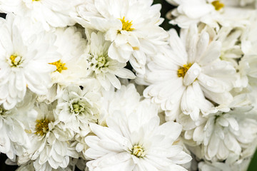 white chrysanthemum after rain
