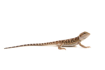 Bearded dragon isolated on white