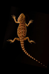 Bearded dragon on black background. Top view