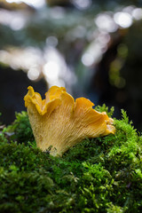 Cantharellus cibarius is a species of golden chanterelle mushroom in the genus Cantharellus