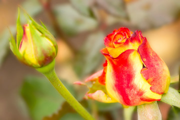 yellow red rose with bud in the garden