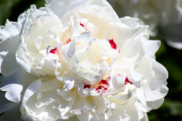 big white peony flower