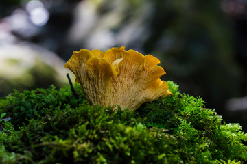 Cantharellus cibarius is a species of golden chanterelle mushroom in the genus Cantharellus