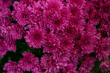Rosy chrysanthemums in the backgrounds. A bouquet of chrysanthemums. Many rosy beautiful flowers