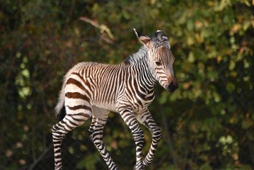 Fototapeta na wymiar Zebra Foal 4 days old